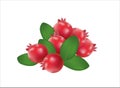 red cranberry with leaves Royalty Free Stock Photo